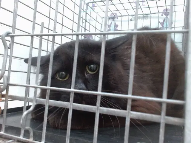 Noir - Domestic Medium Hair