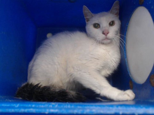 *LENNON, a cat for adoption from Orange County Animal Services