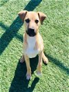 adoptable Dog in  named NEWTON
