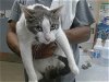 adoptable Cat in salinas, CA named BARLEY