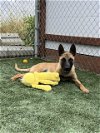 adoptable Dog in salinas, CA named ADALGISO