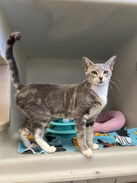 adoptable Cat in Salinas, CA named CLEOPATRA