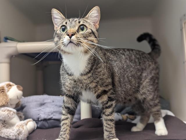 adoptable Cat in Salinas, CA named KLAUS