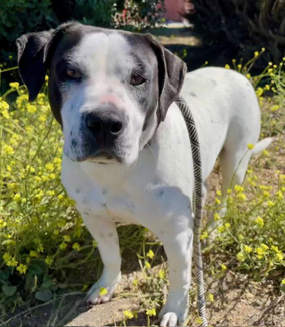 adoptable Dog in Salinas, CA named FLOWER