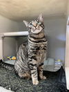 adoptable Cat in Salinas, CA named MICHI