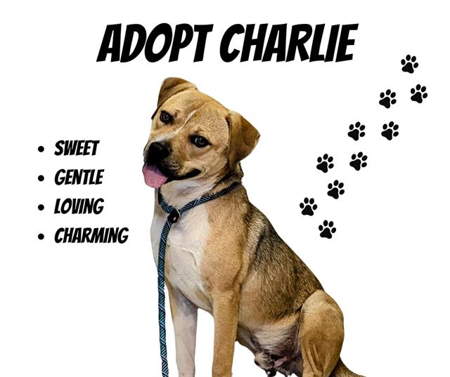 adoptable Dog in Salinas, CA named CHARLIE