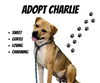 adoptable Dog in Salinas, CA named CHARLIE