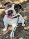 adoptable Dog in Salinas, CA named BINGLEY