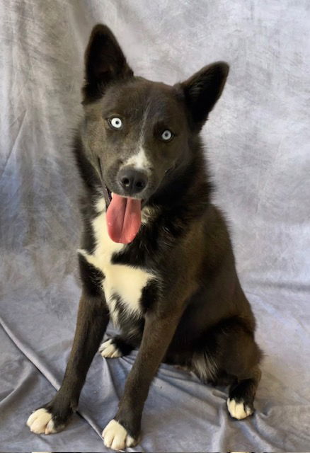 adoptable Dog in Salinas, CA named SUMO