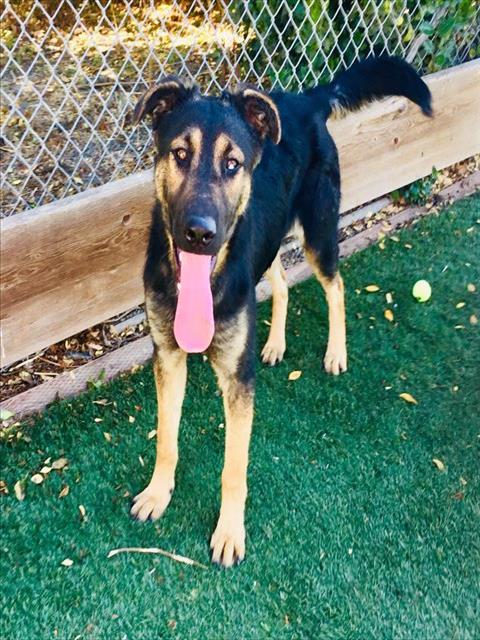 adoptable Dog in Salinas, CA named BORDEAUX