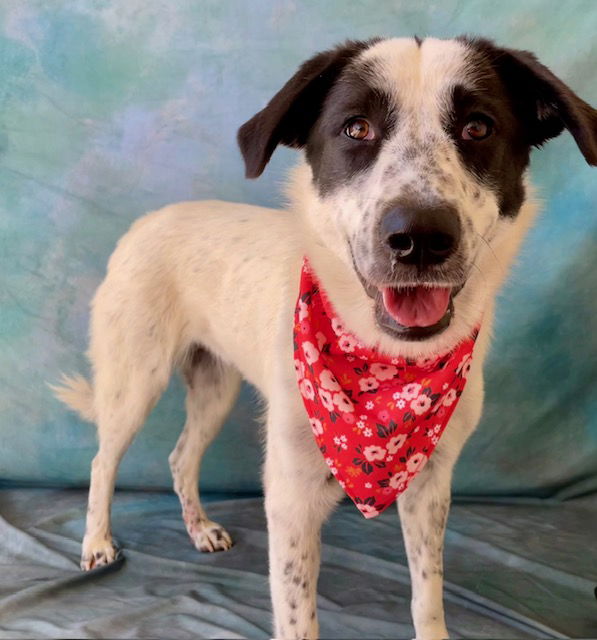 adoptable Dog in Salinas, CA named PANDA