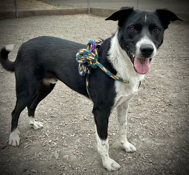 adoptable Dog in Salinas, CA named MCAVOY