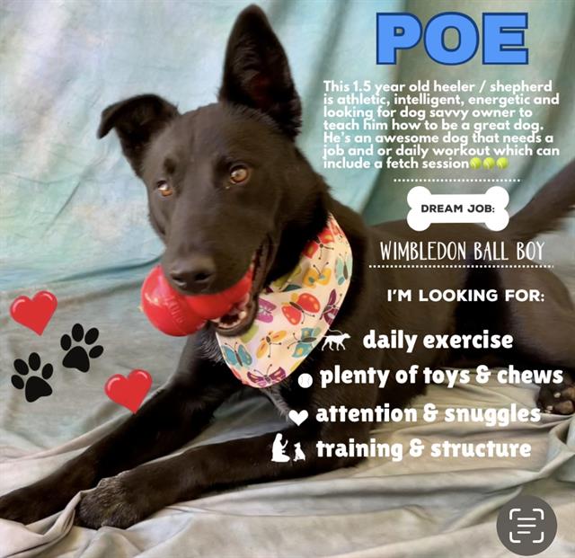 adoptable Dog in Salinas, CA named POE