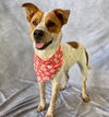 adoptable Dog in Salinas, CA named HANNAH