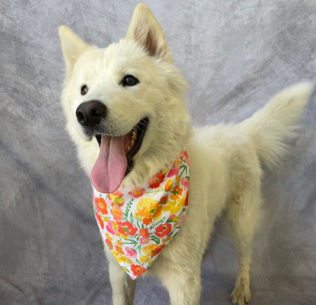 adoptable Dog in Salinas, CA named SQUIRREL