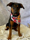 adoptable Dog in  named RUBY