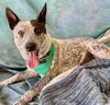 adoptable Dog in Salinas, CA named FEBE