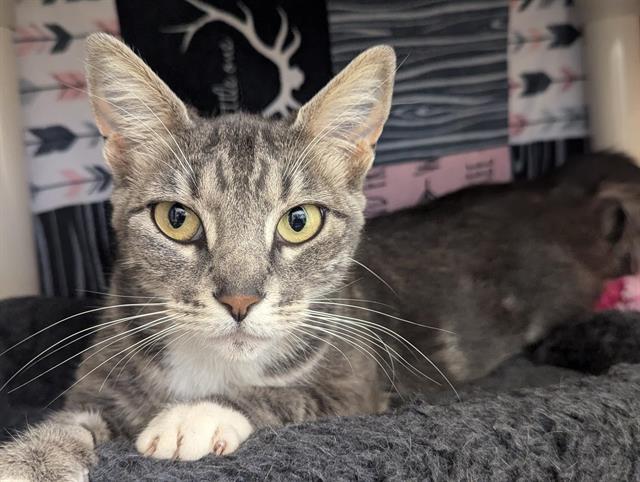 adoptable Cat in Salinas, CA named CHARLOTTE