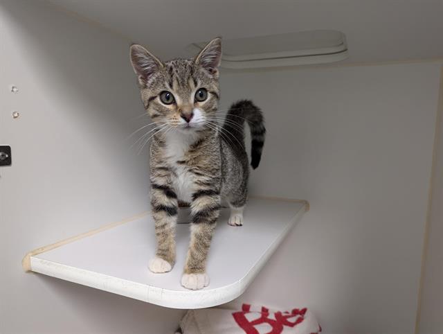 adoptable Cat in Salinas, CA named DOODLE