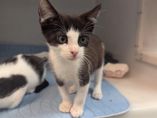 adoptable Cat in Salinas, CA named ETHAN