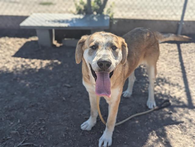 adoptable Dog in Salinas, CA named HAYES