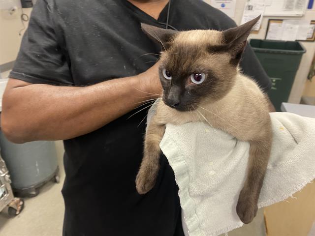 adoptable Cat in Salinas, CA named JASMINE