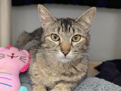picture of the cat needing adoption
