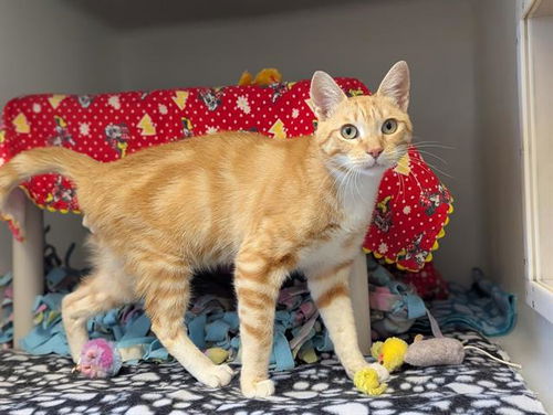 picture of the cat needing adoption
