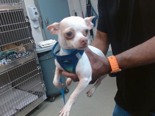 picture of the dog needing adoption
