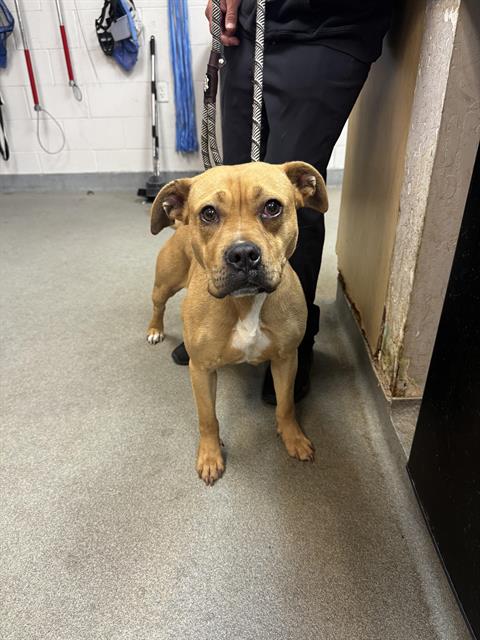 picture of the dog needing adoption