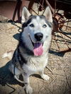adoptable Dog in Salinas, CA named BALTO
