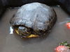 adoptable Turtle in  named BIG BERTHA