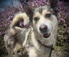 adoptable Dog in Salinas, CA named SKIPPER
