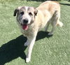adoptable Dog in  named NANA