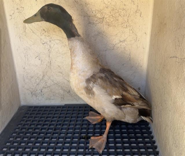 adoptable Duck in Salinas, CA named LUCY