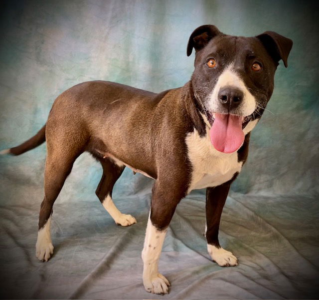 adoptable Dog in Salinas, CA named ABBY