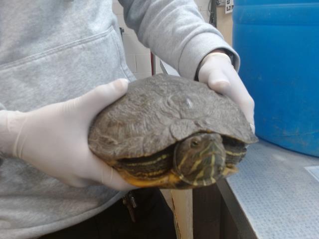 adoptable Turtle in Salinas, CA named MINDY