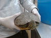 adoptable Turtle in  named MINDY