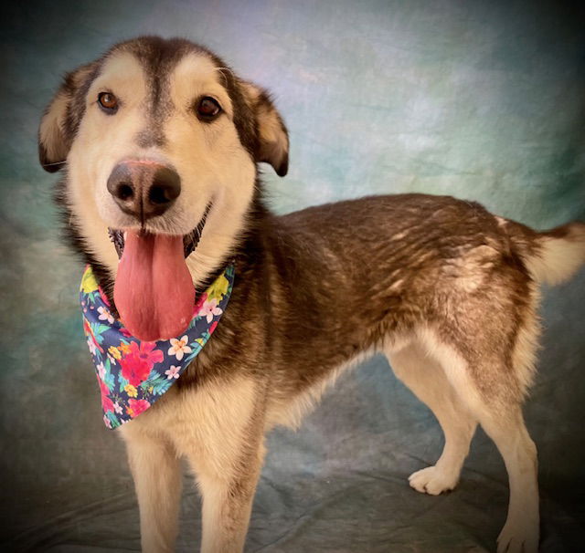 adoptable Dog in Salinas, CA named DASHER