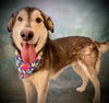 adoptable Dog in  named DASHER