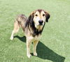 adoptable Dog in  named RUDOLPH