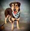 adoptable Dog in  named MAX
