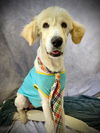 adoptable Dog in  named SAM
