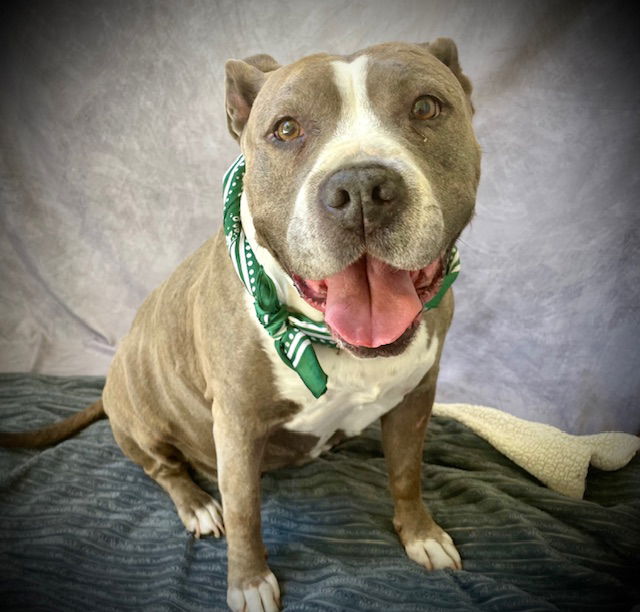adoptable Dog in Salinas, CA named GAMMY