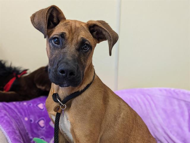 adoptable Dog in Salinas, CA named KASH
