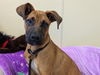adoptable Dog in  named KASH