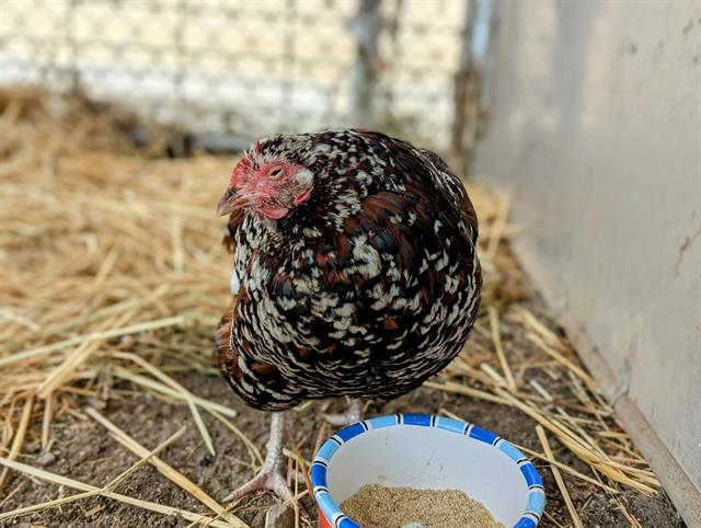 adoptable Chicken in Salinas, CA named GERALDINE
