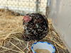 adoptable Chicken in  named GERALDINE