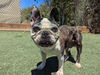 adoptable Dog in  named DOOGIE