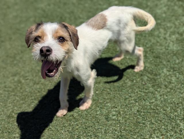 adoptable Dog in Salinas, CA named CHIP
